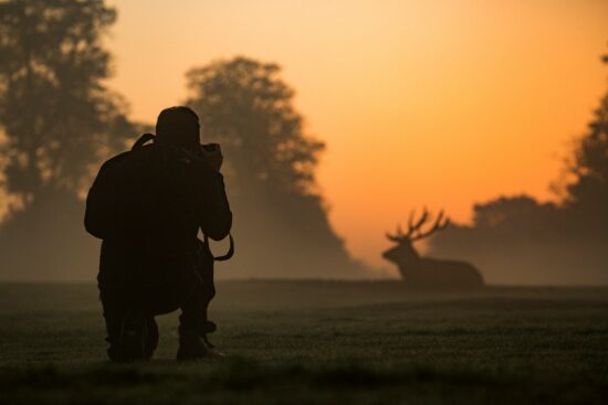 Photographer kneeling on grass at sunrise, capturing a silhouette of a large buck in the distance during early morning wildlife observation.
