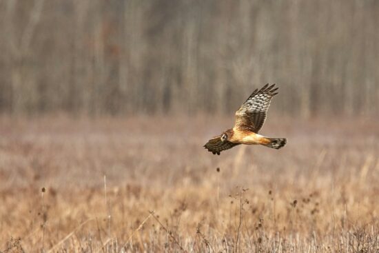 A hawk flying low over a dry grassy field, showing its wings spread wide in search of prey.