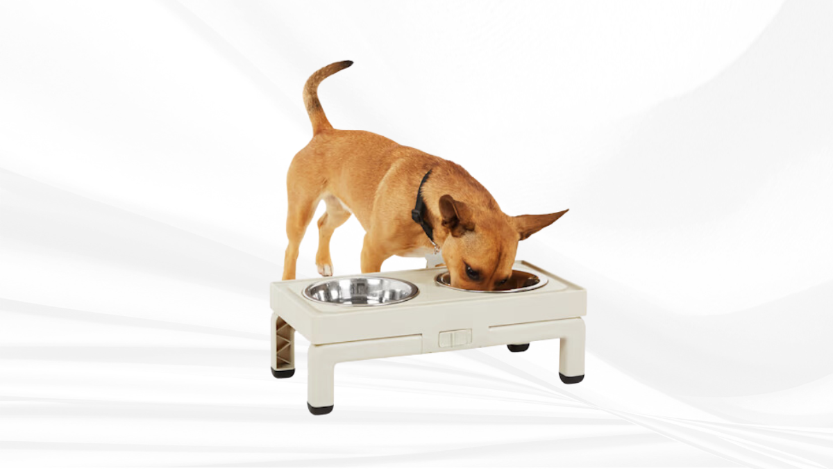 A small brown dog eating from an elevated beige pet feeder with two stainless steel bowls, against a white background.