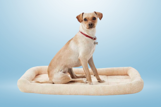 A small tan dog wearing a red collar sits on a soft beige pet bed, against a light blue background.