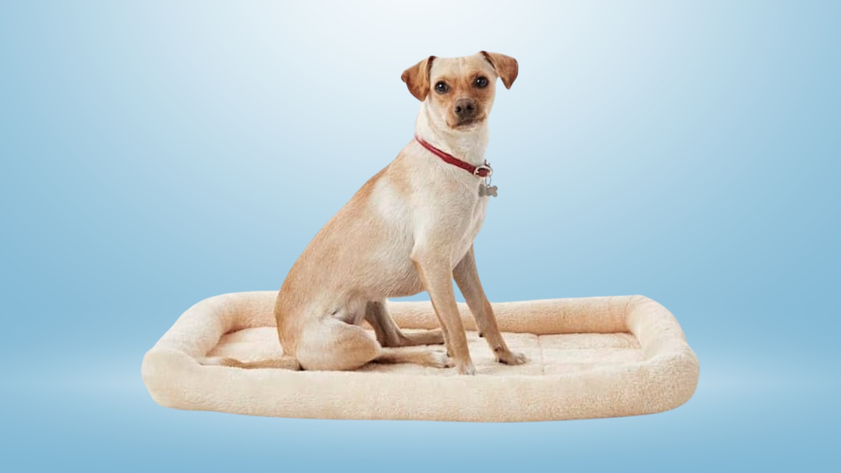 A small tan dog wearing a red collar sits on a soft beige pet bed, against a light blue background.