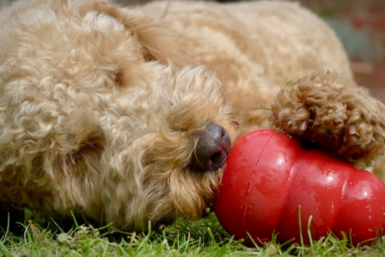 A fluffy, curly-haired dog lying on the grass, playing with a red chew toy.