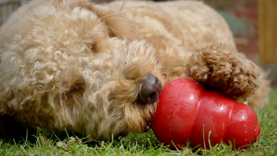 A fluffy, curly-haired dog lying on the grass, playing with a red chew toy.