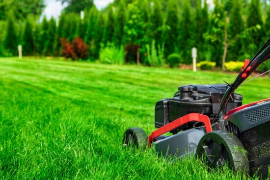 Lawn mower cutting thick green grass in a backyard with a hedge and trees in the background.