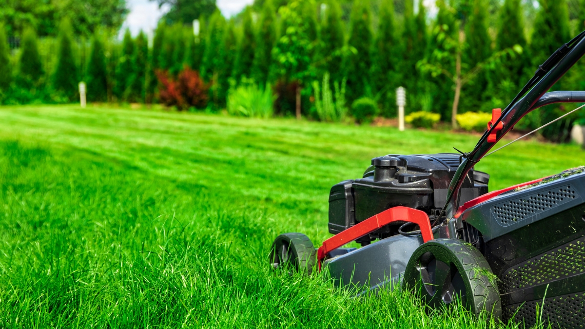Lawn mower cutting thick green grass in a backyard with a hedge and trees in the background.
