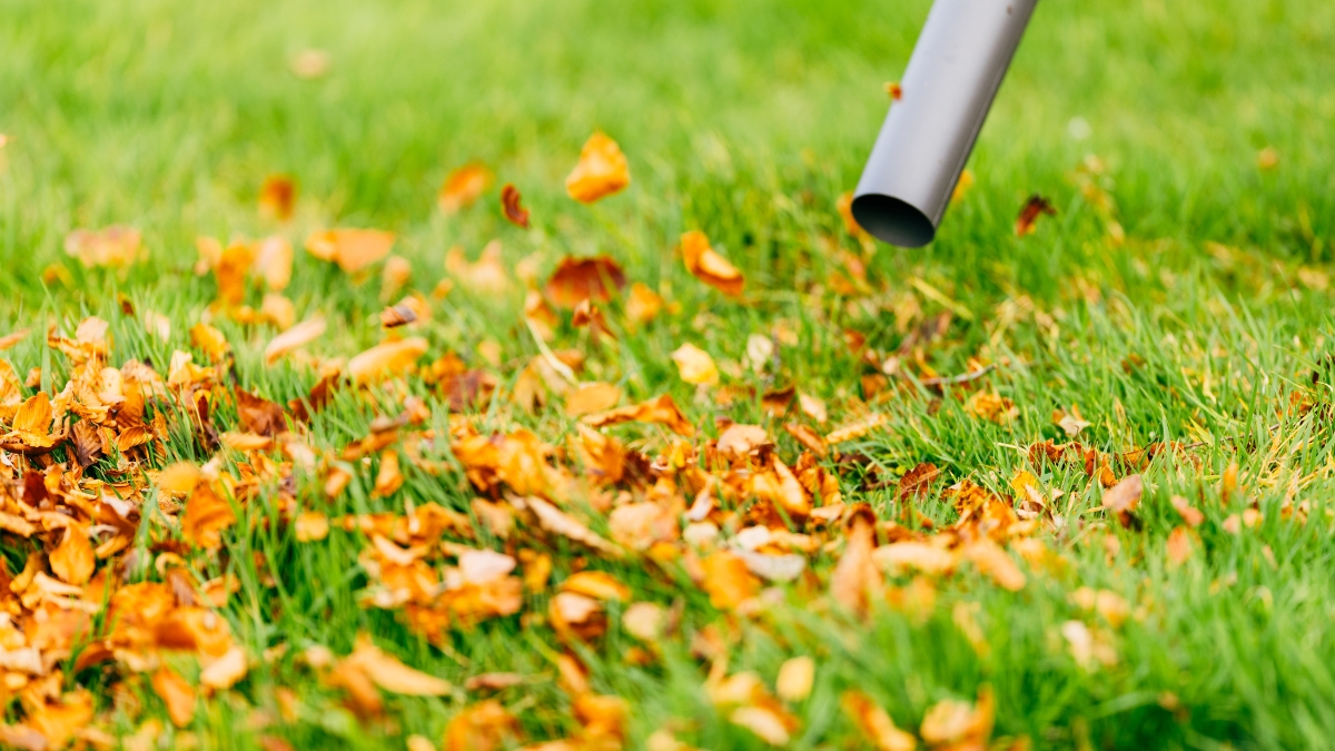 A leaf blower clearing dry autumn leaves from green grass.