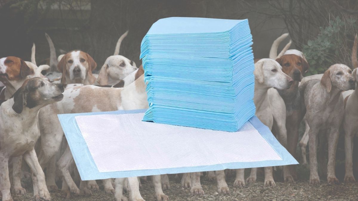 Amazon Basics Dog and Puppy Pee Pads