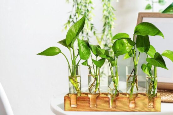 Why a Plant Propagation Station Makes Indoor Propagation Easier and Better-Looking