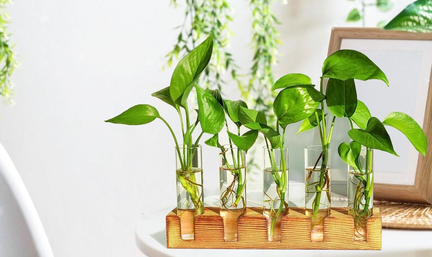 Why a Plant Propagation Station Makes Indoor Propagation Easier and Better-Looking